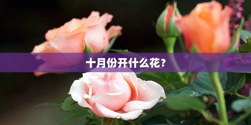 十月份开什么花？