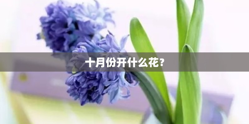 十月份开什么花？