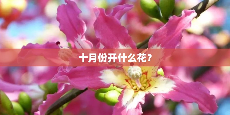 十月份开什么花？