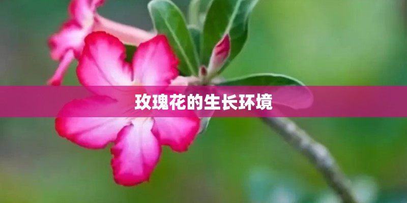 玫瑰花的生长环境