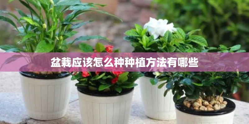 盆栽应该怎么种种植方法有哪些