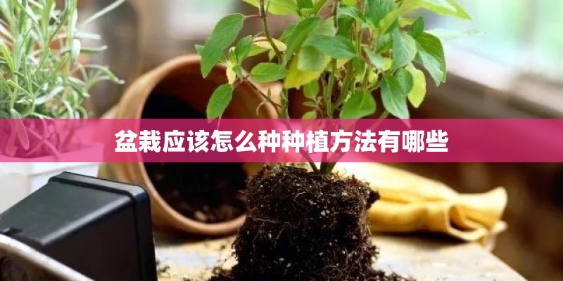 盆栽应该怎么种种植方法有哪些