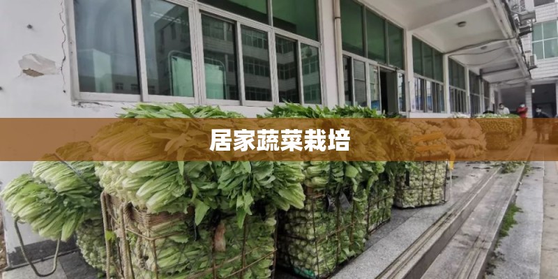 居家蔬菜栽培
