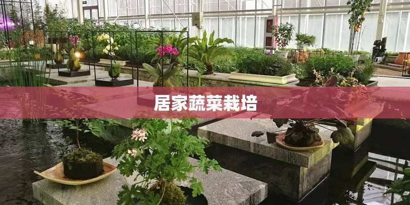 居家蔬菜栽培