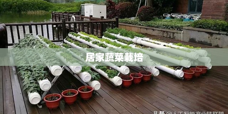 居家蔬菜栽培