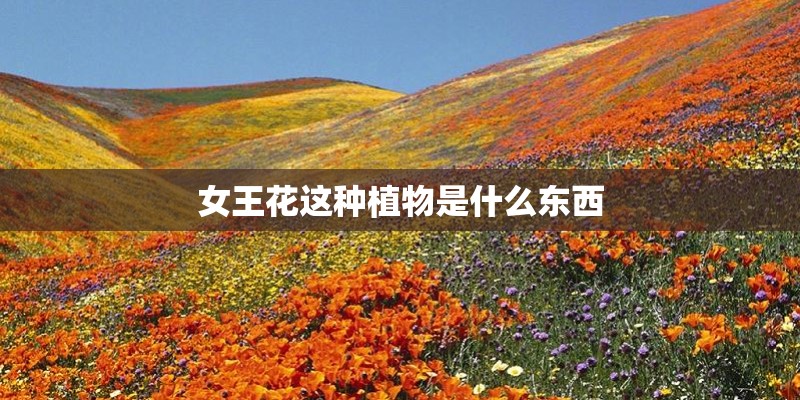 女王花这种植物是什么东西