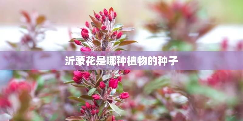 沂蒙花是哪种植物的种子