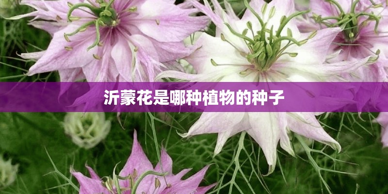 沂蒙花是哪种植物的种子