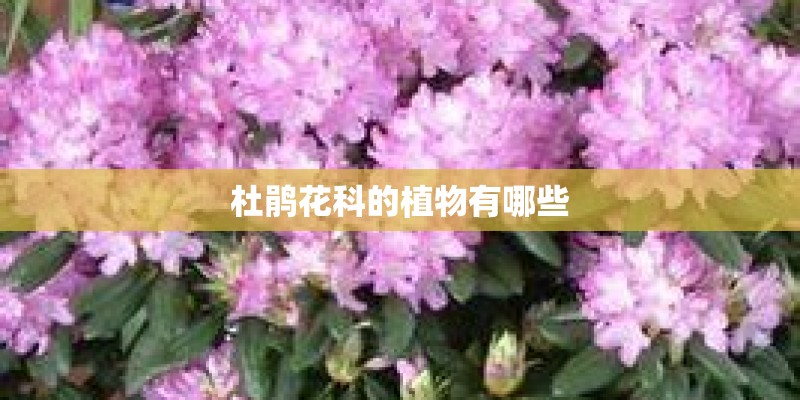 杜鹃花科的植物有哪些