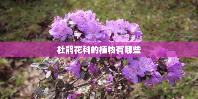 杜鹃花科的植物有哪些