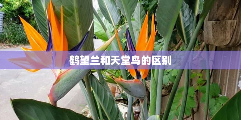 鹤望兰和天堂鸟的区别