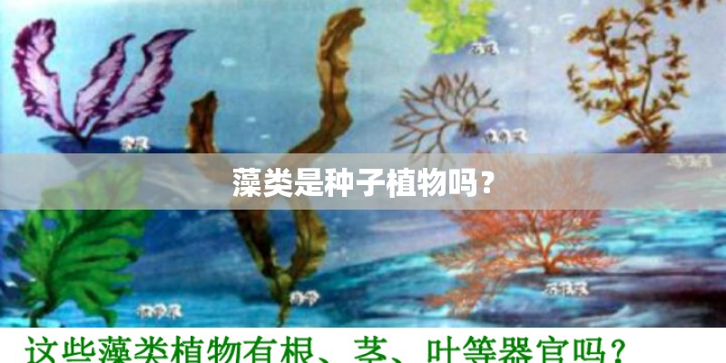 藻类是种子植物吗？