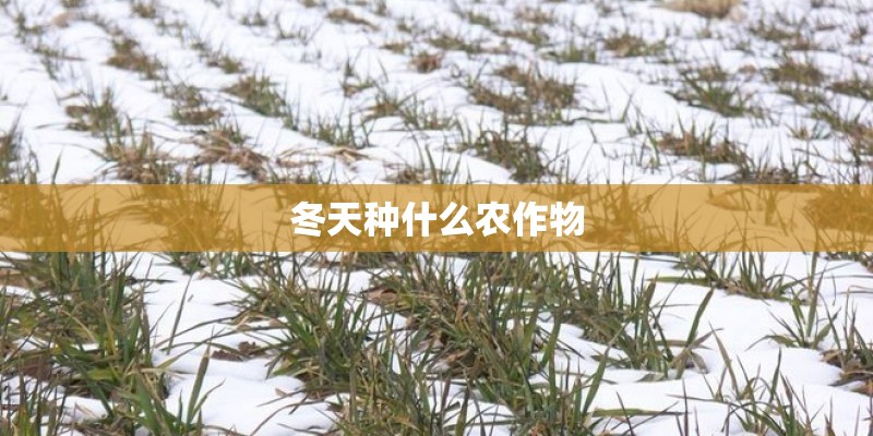 冬天种什么农作物