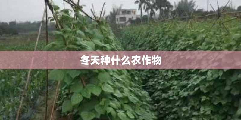 冬天种什么农作物