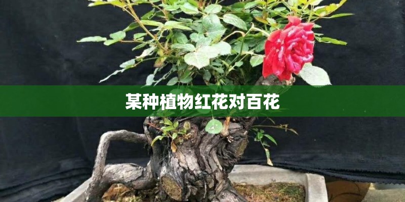 某种植物红花对百花