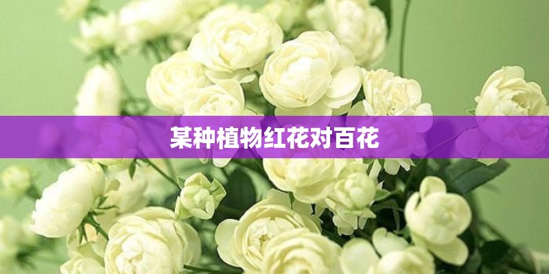 某种植物红花对百花