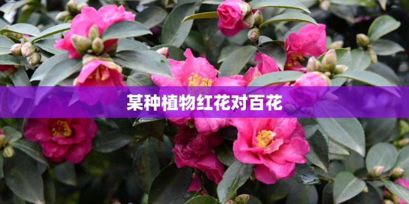 某种植物红花对百花