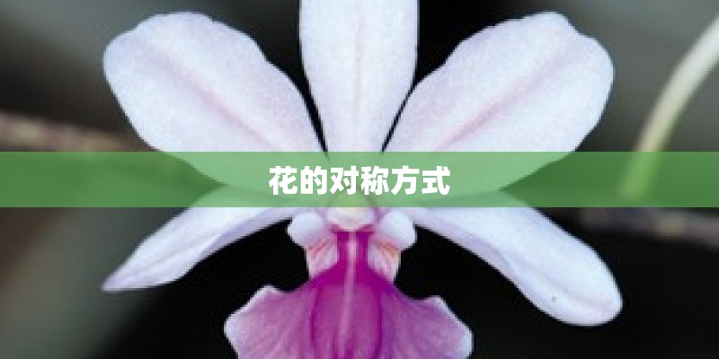 花的对称方式