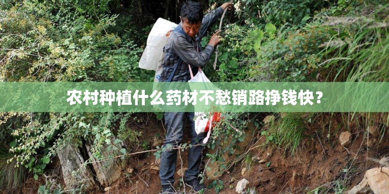 农村种植什么药材不愁销路挣钱快？