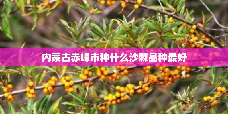 内蒙古赤峰市种什么沙棘品种最好