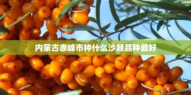 内蒙古赤峰市种什么沙棘品种最好