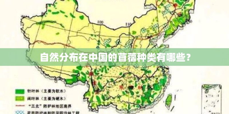 自然分布在中国的苜蓿种类有哪些？