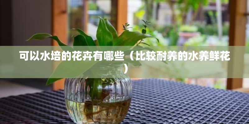 可以水培的花卉有哪些（比较耐养的水养鲜花）