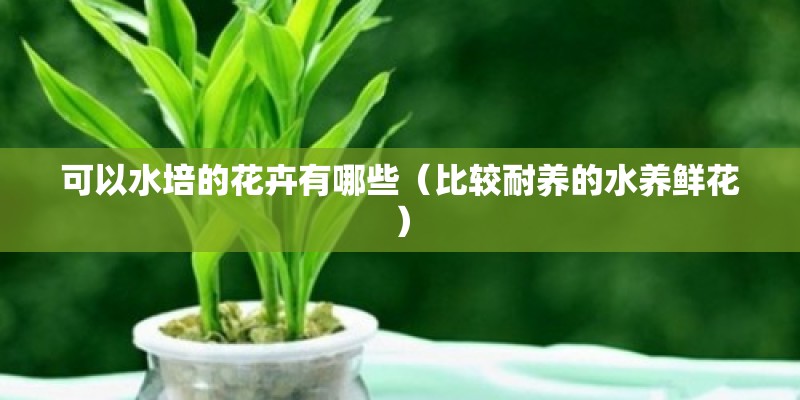可以水培的花卉有哪些（比较耐养的水养鲜花）