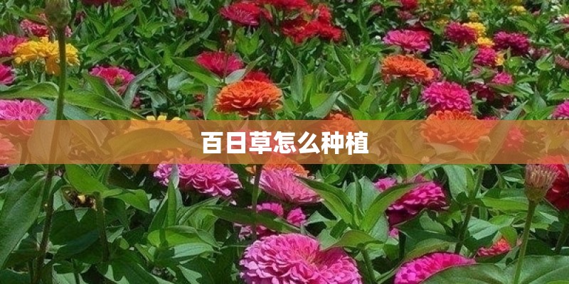 百日草怎么种植