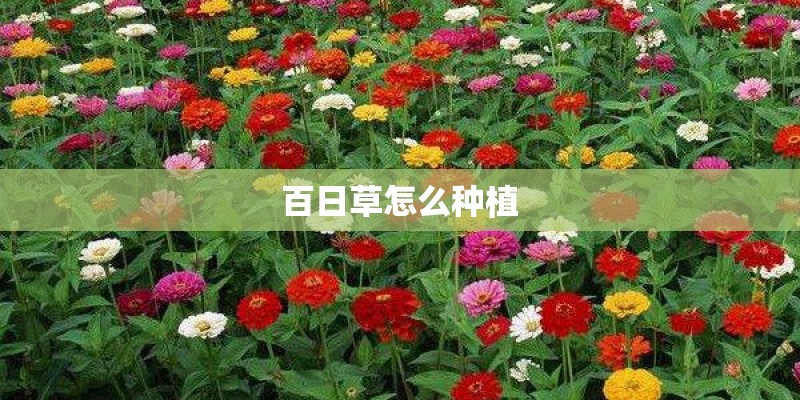 百日草怎么种植
