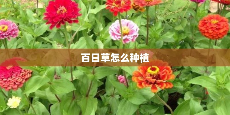 百日草怎么种植