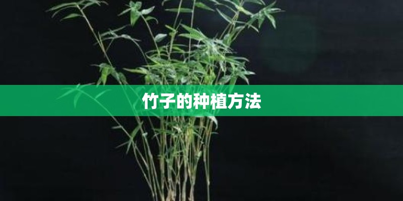 竹子的种植方法