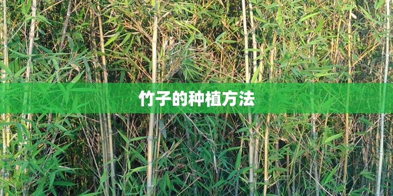 竹子的种植方法