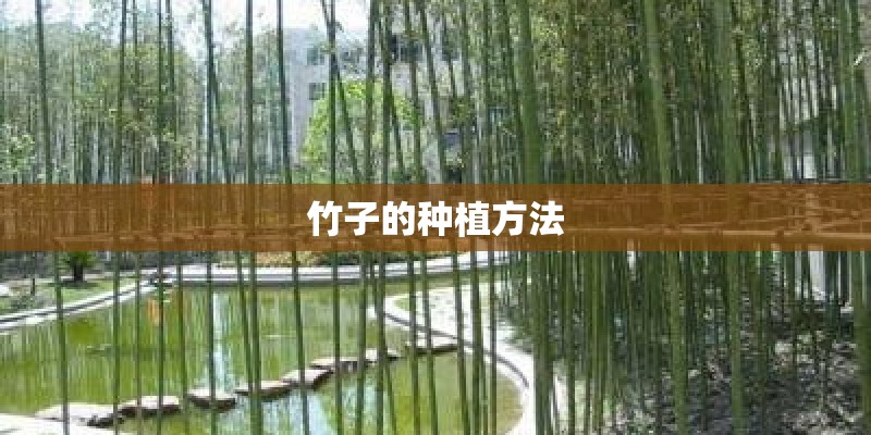 竹子的种植方法