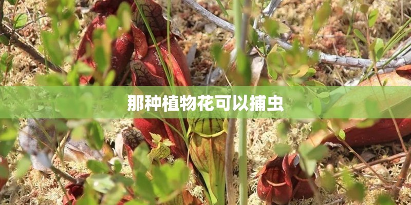 那种植物花可以捕虫