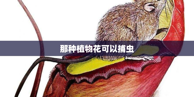 那种植物花可以捕虫