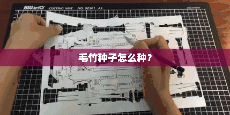 毛竹种子怎么种？