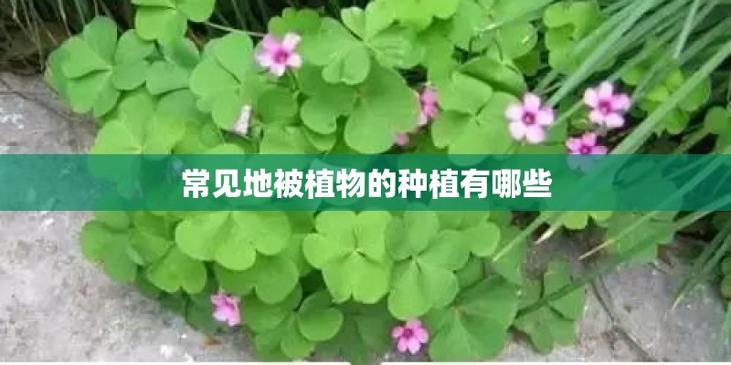 常见地被植物的种植有哪些