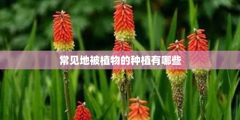 常见地被植物的种植有哪些