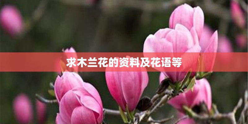 求木兰花的资料及花语等