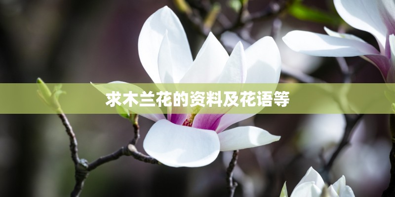 求木兰花的资料及花语等