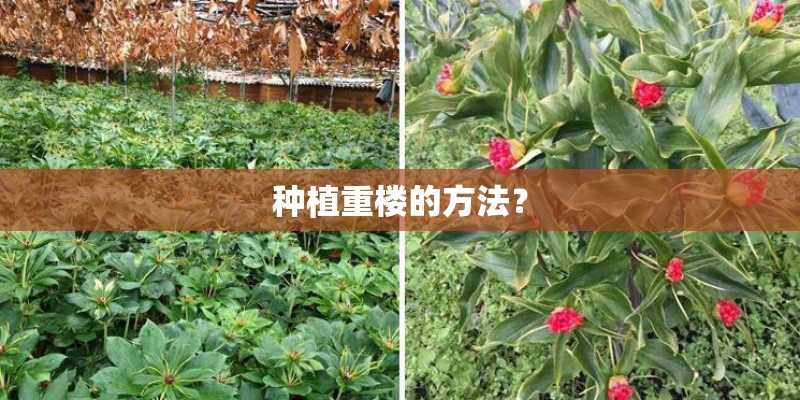 种植重楼的方法？