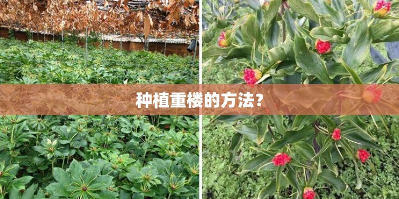 种植重楼的方法？