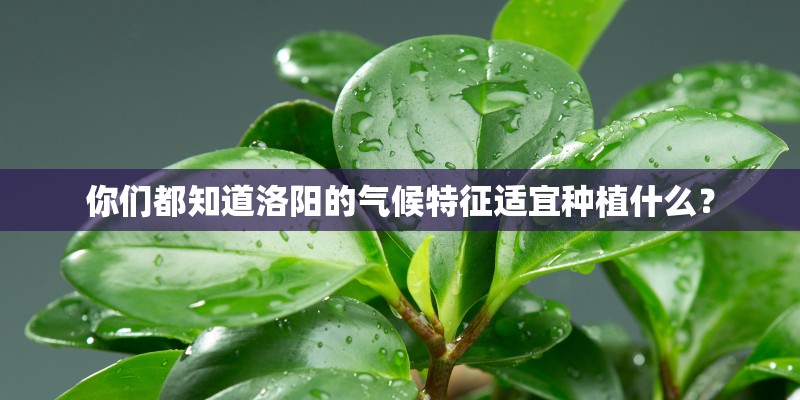 你们都知道洛阳的气候特征适宜种植什么？