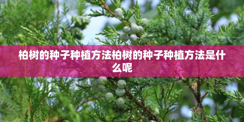 柏树的种子种植方法柏树的种子种植方法是什么呢