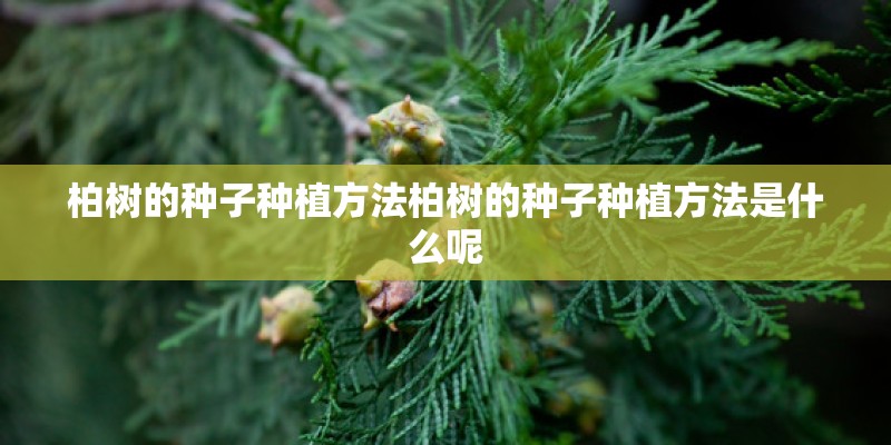 柏树的种子种植方法柏树的种子种植方法是什么呢