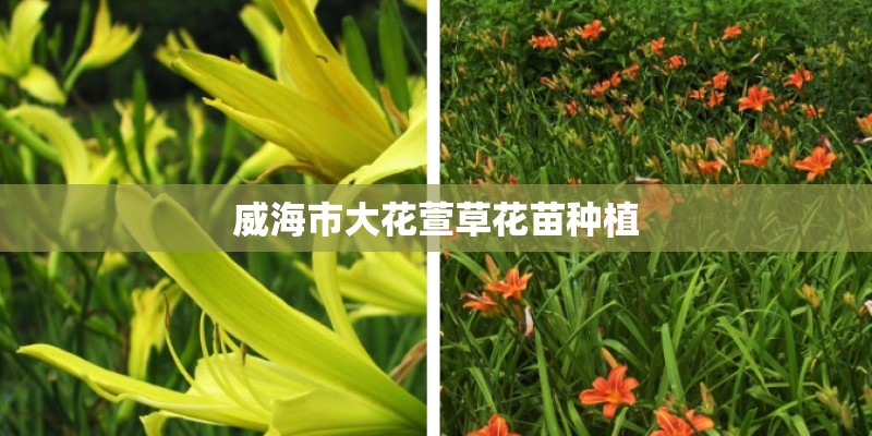 威海市大花萱草花苗种植