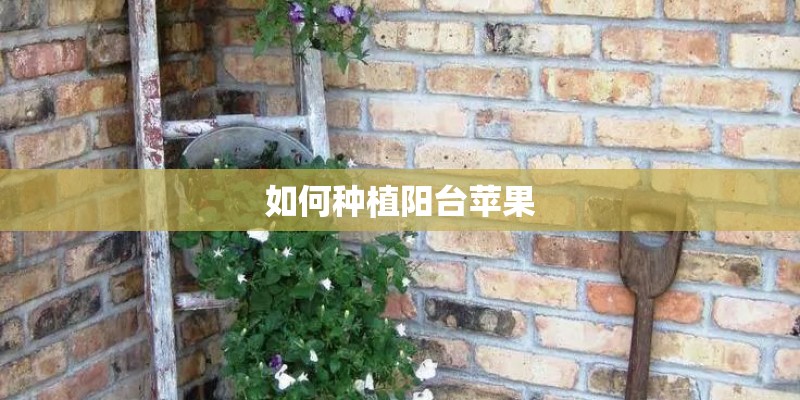 如何种植阳台苹果