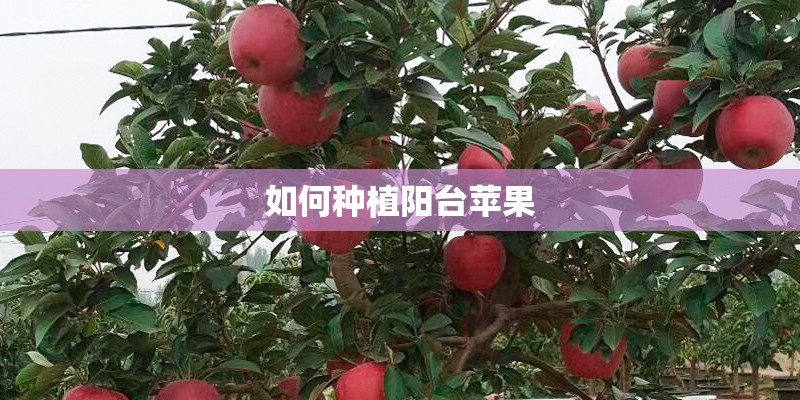 如何种植阳台苹果