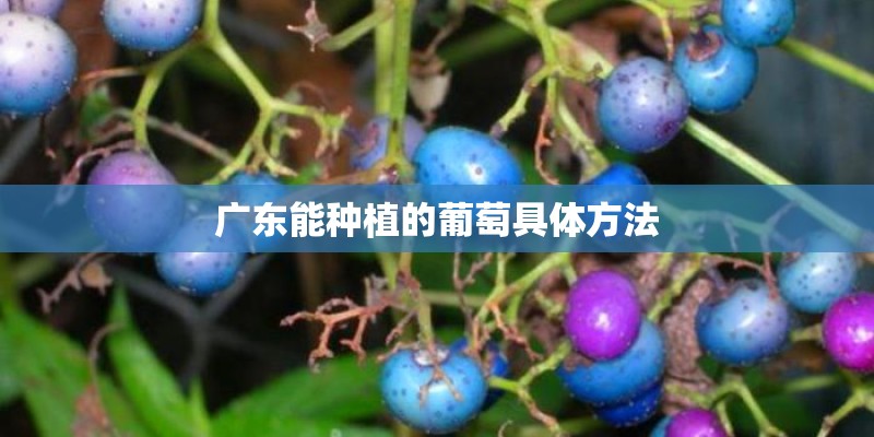 广东能种植的葡萄具体方法